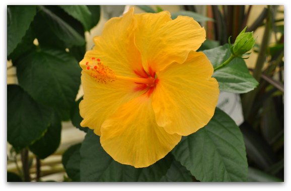A yellow flower blooming at the Conservatory of Flowers in San Francisco
