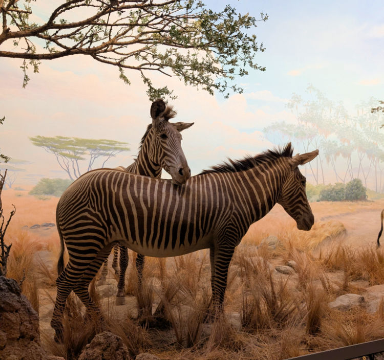 Two Zebra in the Natural History Museum in San Francisco Two Zebra in the Natural History Museum in San Francisco