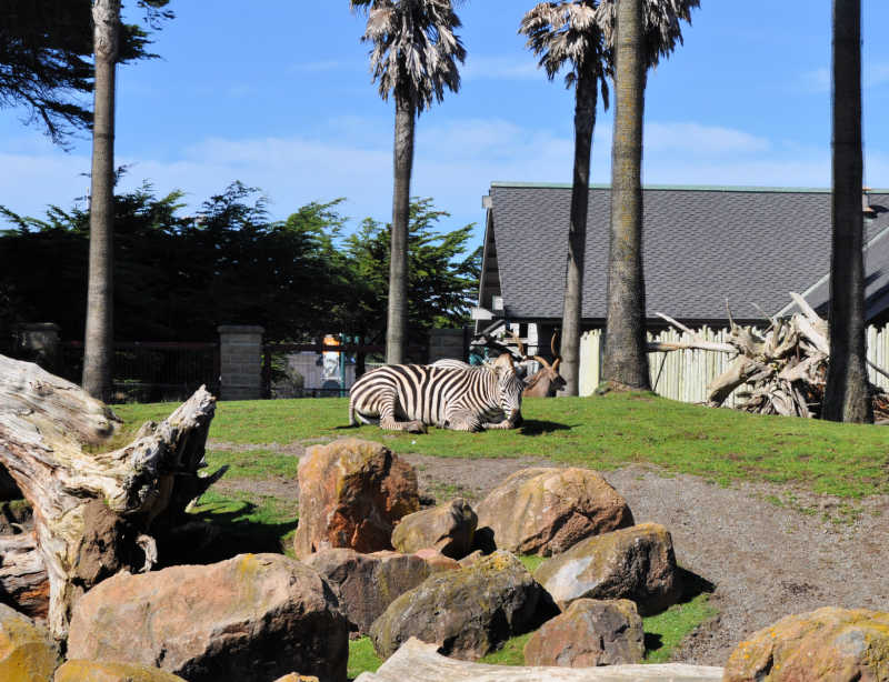 A zebra at the San Francisco Zoo